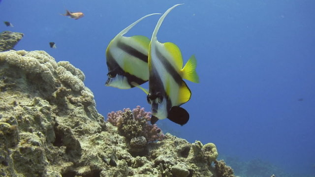 Wimpelfische im Korallenriff