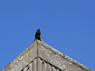 blackbird on a roof