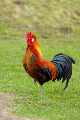 Bosnian rooster