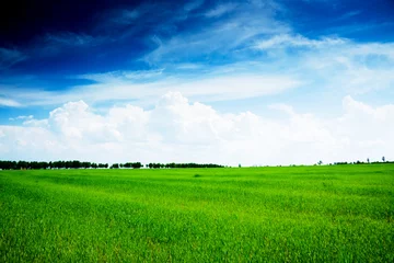 Foto auf Acrylglas summer landscape green field and trees © clarusvisus