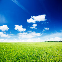 summer landscape green field and trees