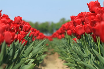 Tulpenfeld