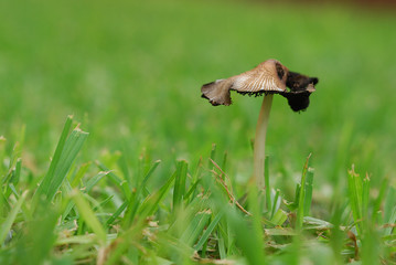 Mushroom