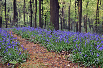 Forest track through blue hyacinths