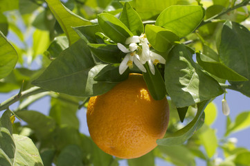orange et fleurs