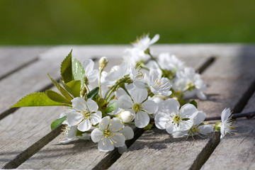 Cherry blossoms on a wooden table