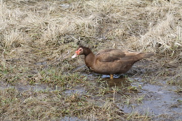 Muscovy Duck