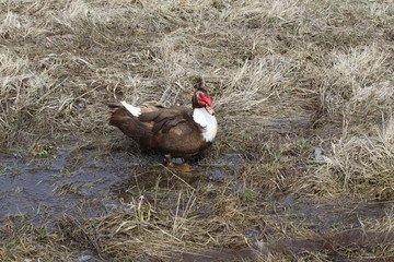 Muscovy Duck