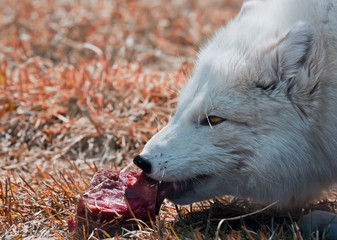 Arctic fox eating