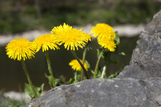 pissenlit sur fond de roche