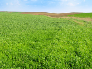 Naklejka premium fresh green grass with bright blue sky