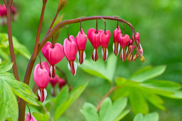 Bleeding Heart flower (Dicentra spectabilis)