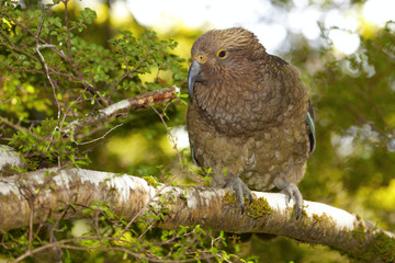 Kea Parrot