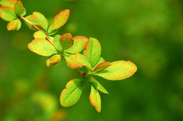 Green Leafs on defocused background