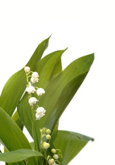brin de muguet