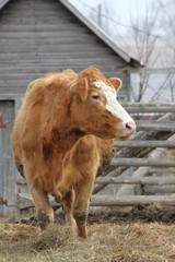 Cow in Pen