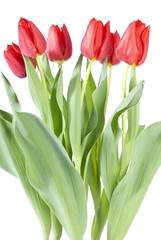 Bunch of Red Tulips Isolated on White