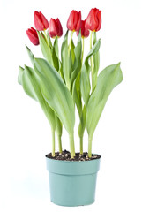 Bunch of Red Tulips in a Pot Isolated on White
