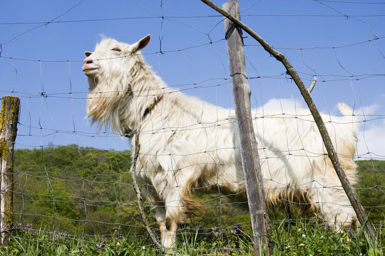 caprone bianco