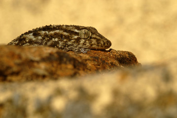 Salamanquesa