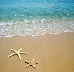 Fototapeta na wymiar starfish on sand beach