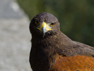 Sguardo animale