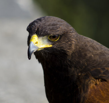Sguardo animale 2