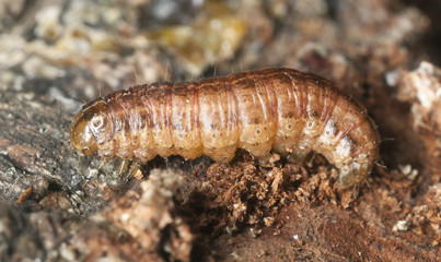 Moth larva on wood, macro photo