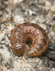Moth larva on wood, macro photo