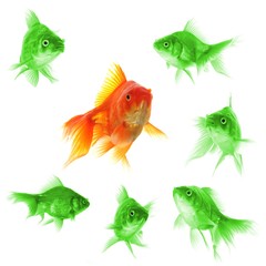Fototapeta premium goldfish