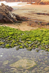 Beach of green stones