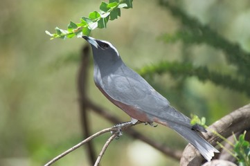 Wood Swallow