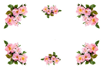 Pink Rose Border On White
