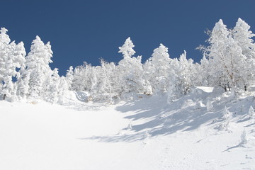 Fototapeta na wymiar snow tree