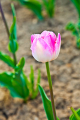 Obraz premium field with blooming colorful tulips