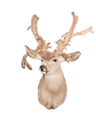 Naklejka na ściany i meble Raghorn deer
