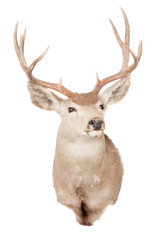 Typical Mule deer