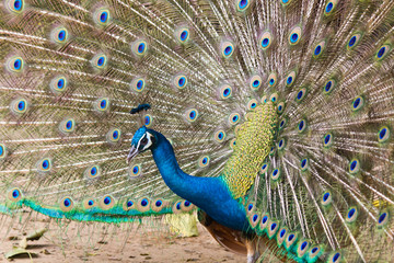 Obraz premium Thai Peacock spread the tail feathers out.