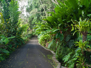 Allée dans le jardin luxuriant tropical, Guadeloupe