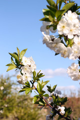 Blooming Cherry Tree Branches