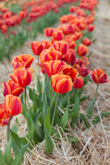 geflammte Tulpen