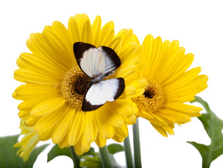 Butterfly (Delias isocharis)