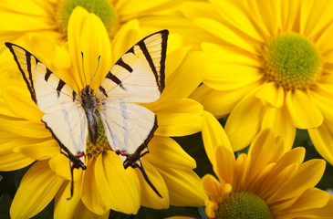 Fourbar Swordtail Butterfly