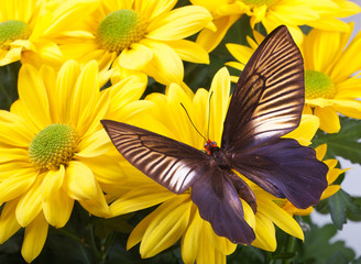 Obraz premium Parides varuna Butterfly