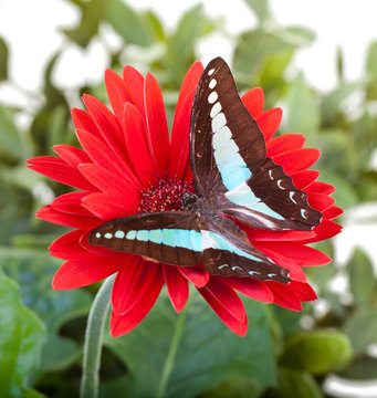 Bluebottle Butterfly