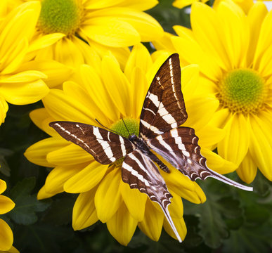 Papilio antaeus Butterfly