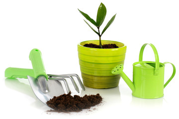 Plant with garden tools.