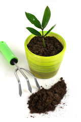Plant with garden tools.