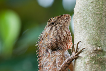 Face of a chameleon