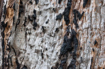 Knotty burned old wood